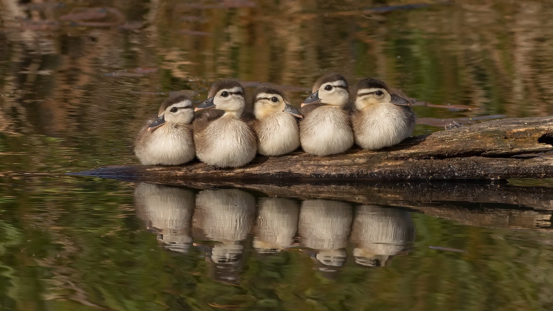 美洲杯激战正酣：精彩绝伦的攻防对决，z美洲杯